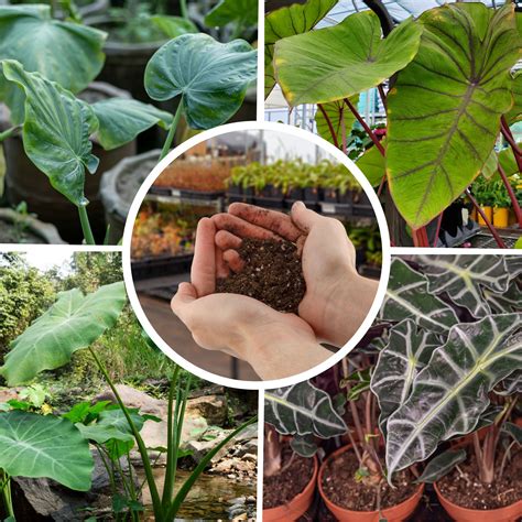 moisture meter alocasia|alocasia potting mix soil.